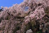 常泉寺のしだれ桜