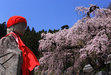 常泉寺のシダレザクラ