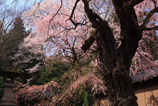 諏訪山のサクラ