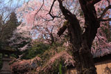 諏訪山のサクラ