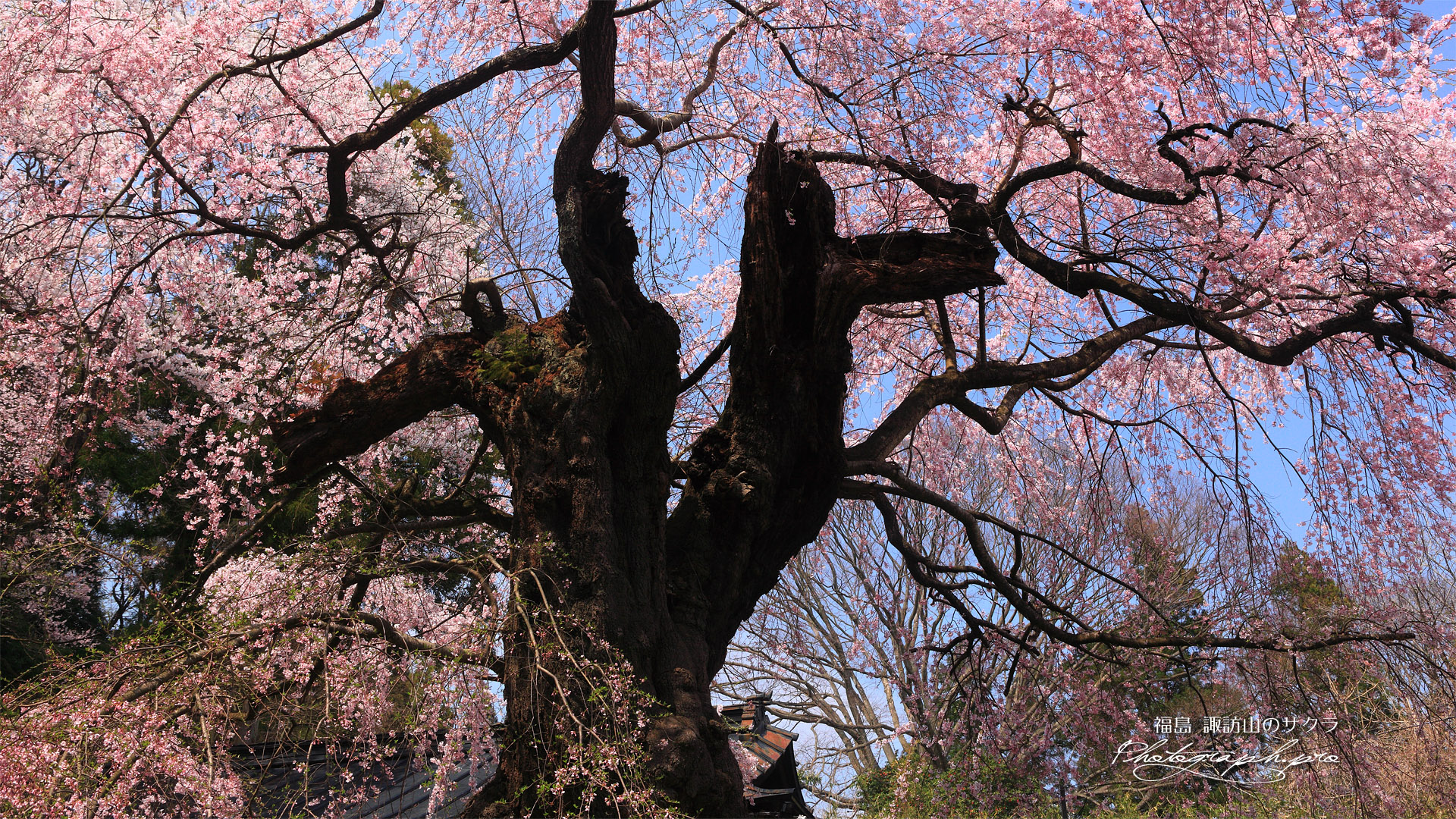 諏訪山の桜