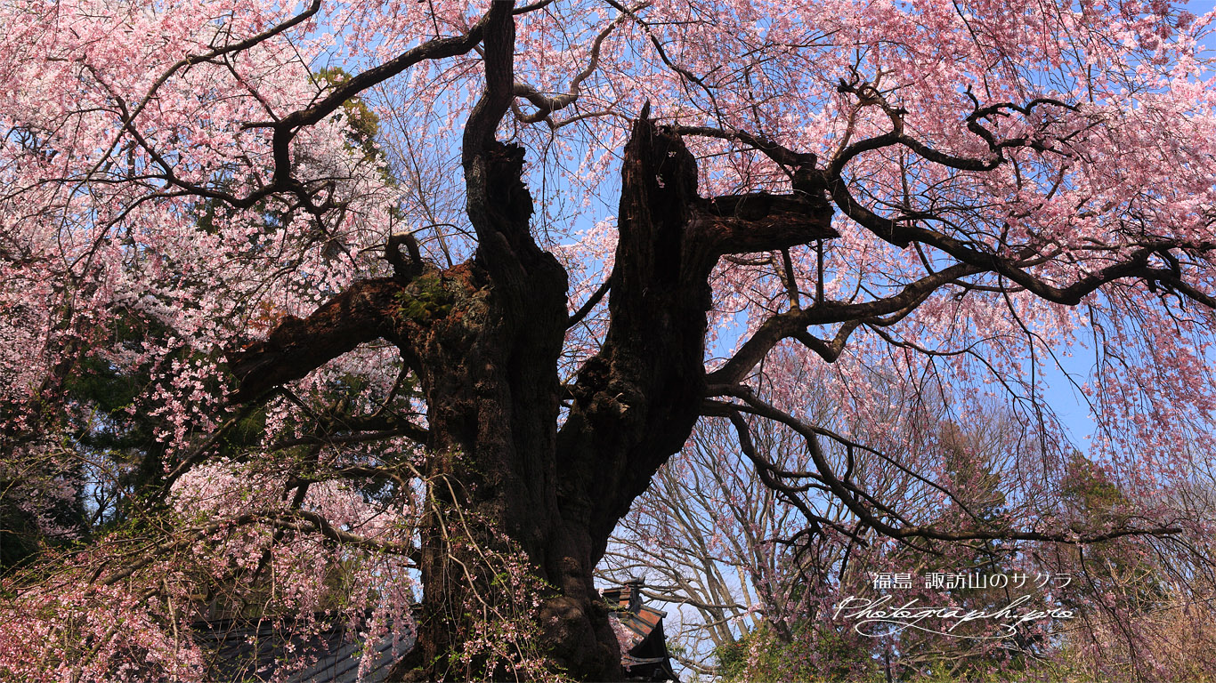 諏訪山の桜 壁紙