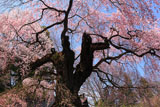 諏訪山の桜