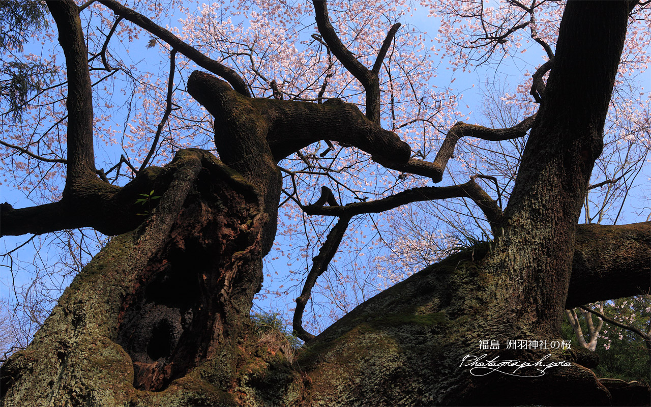 洲羽神社の江戸彼岸桜 壁紙