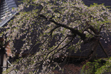 小倉寺観音の稚児桜