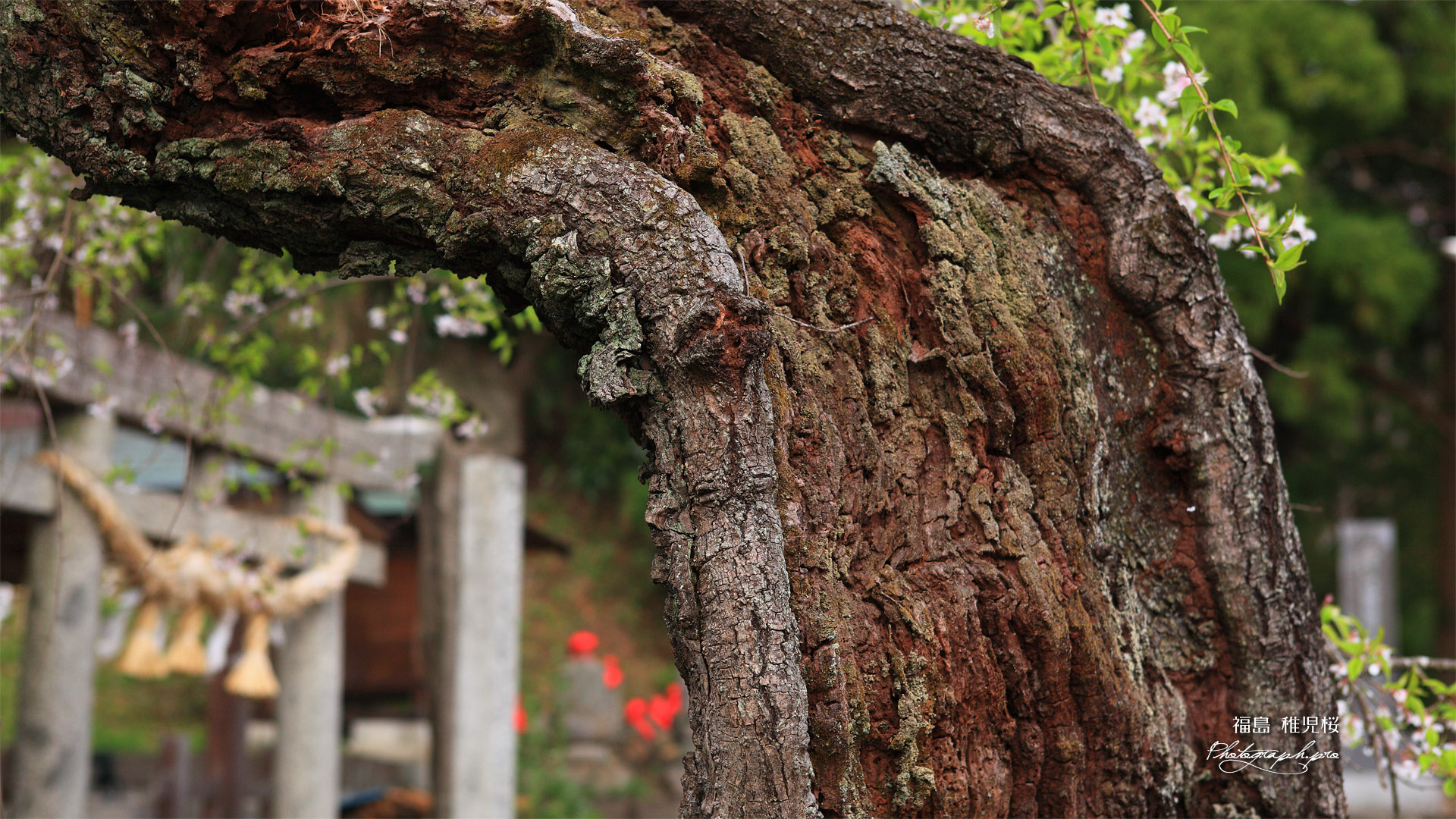 稚児桜