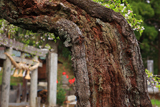 稚児桜