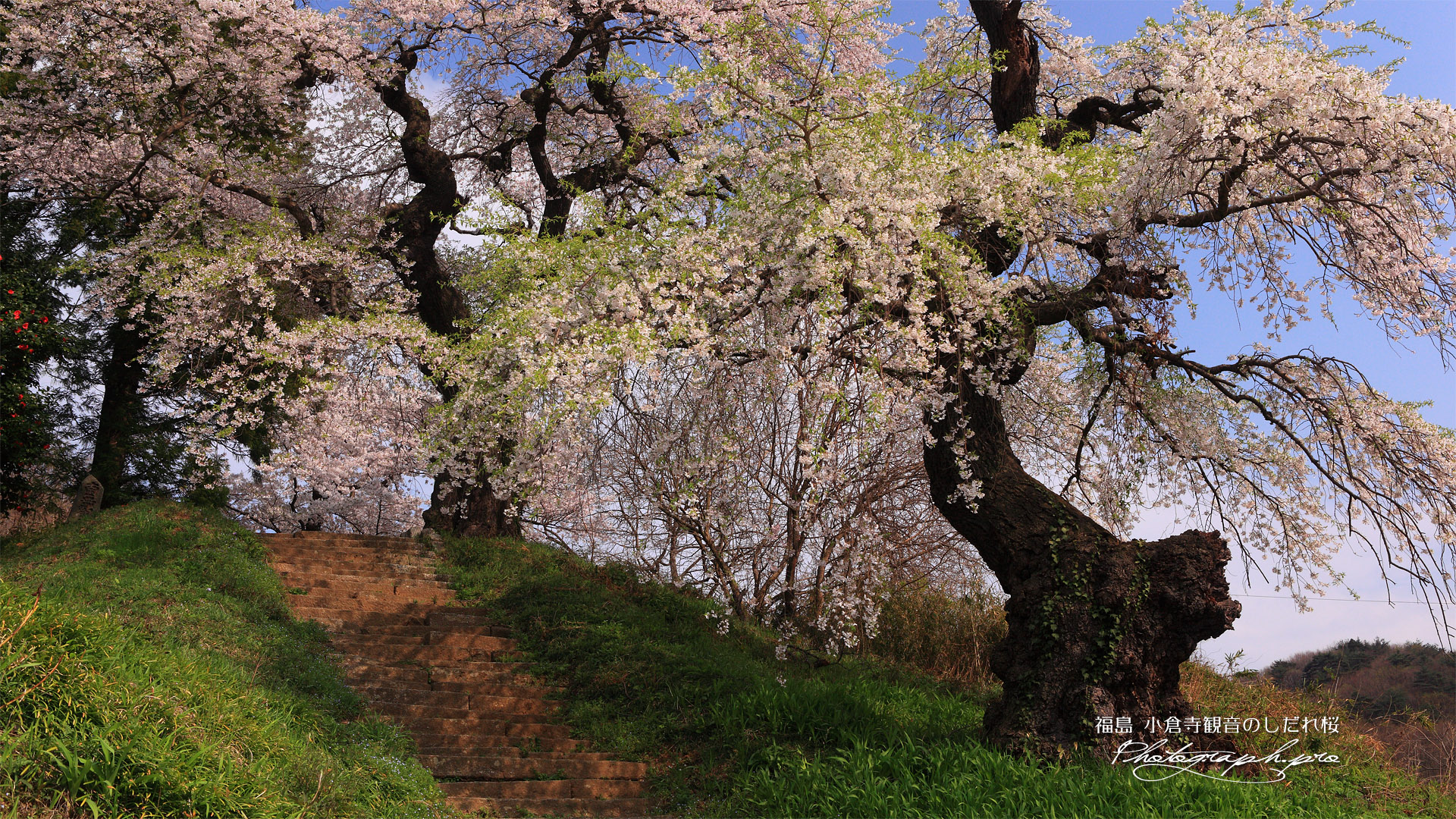 小倉寺観音のしだれ桜