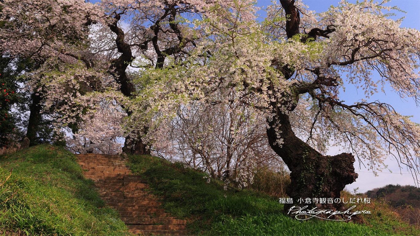 小倉寺観音のしだれ桜 壁紙