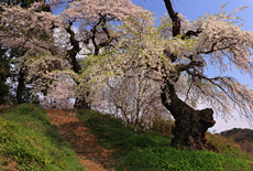 小倉寺観音の桜