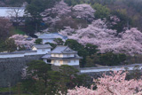 霞ヶ城公園の桜