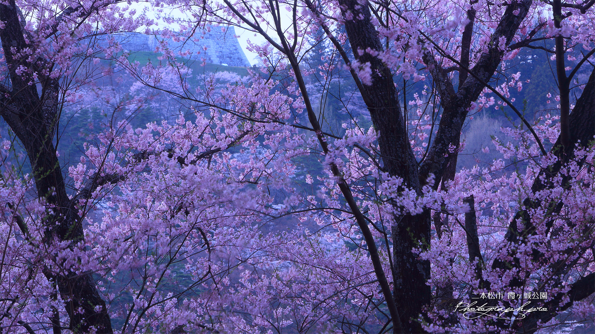 霞ヶ城公園の桜