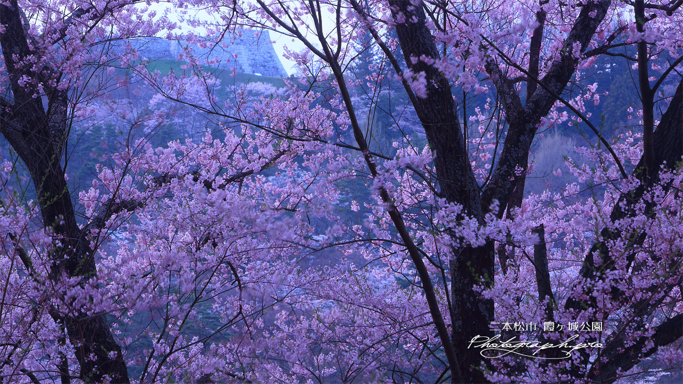 霞ヶ城公園の桜 壁紙