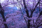 霞ヶ城公園の桜