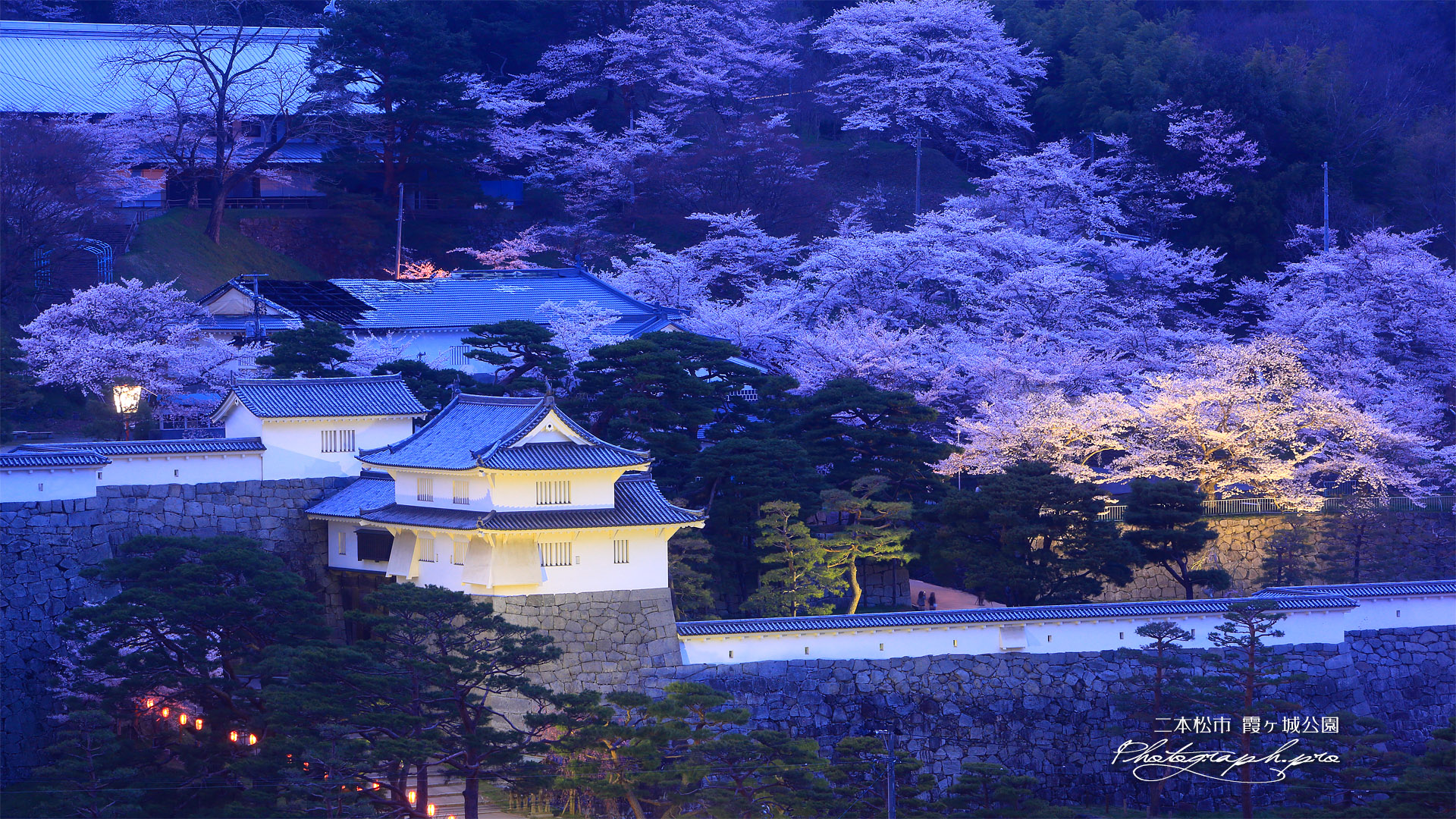 霞ヶ城公園の桜