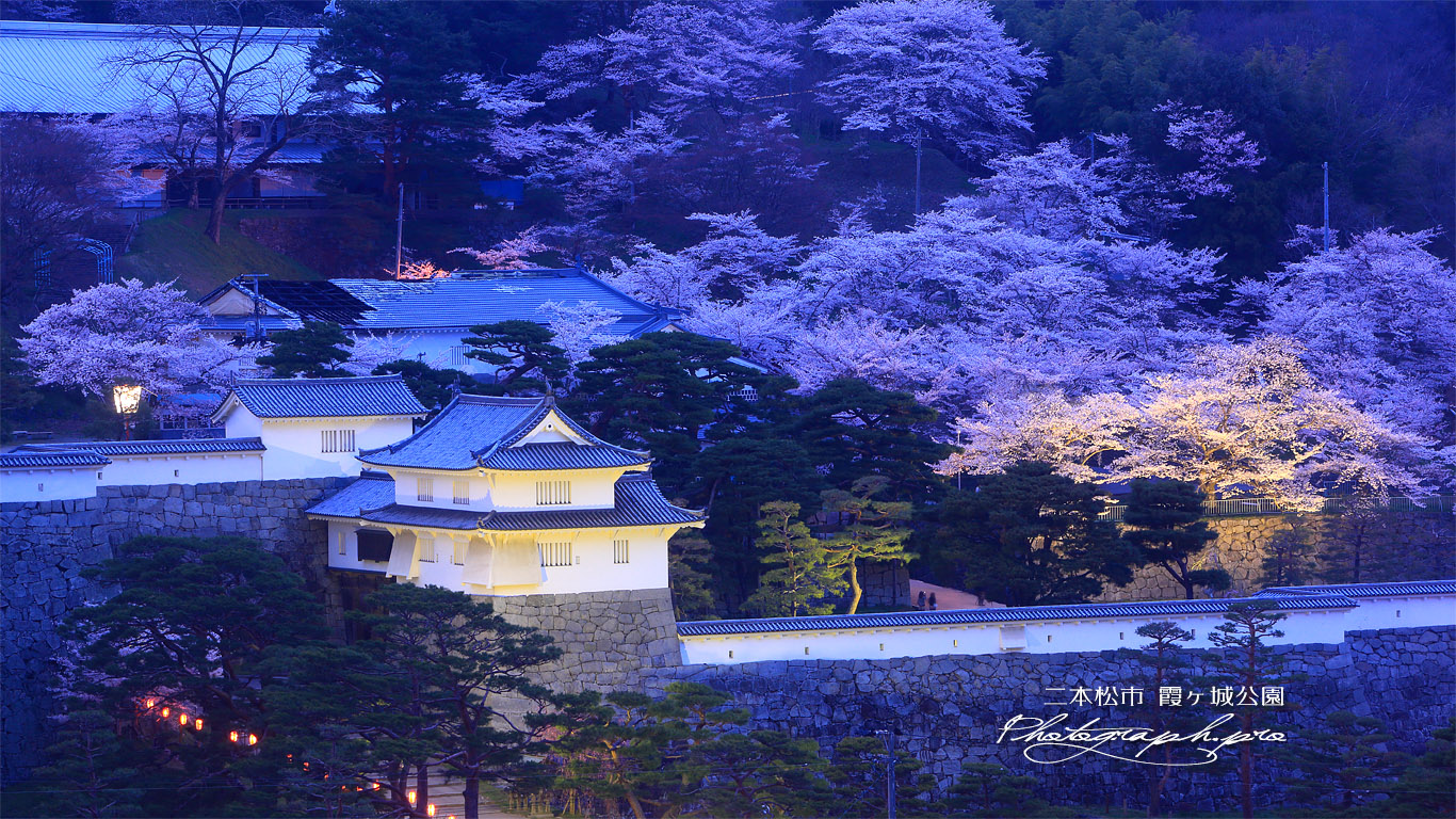 霞ヶ城公園の桜 壁紙