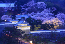 霞ヶ城公園の桜