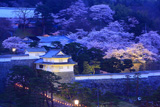 霞ヶ城公園の桜