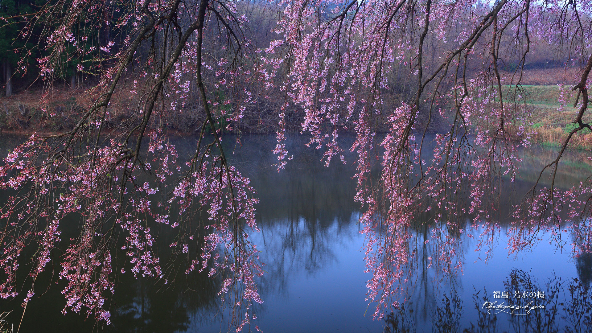 芳水の桜 池霧