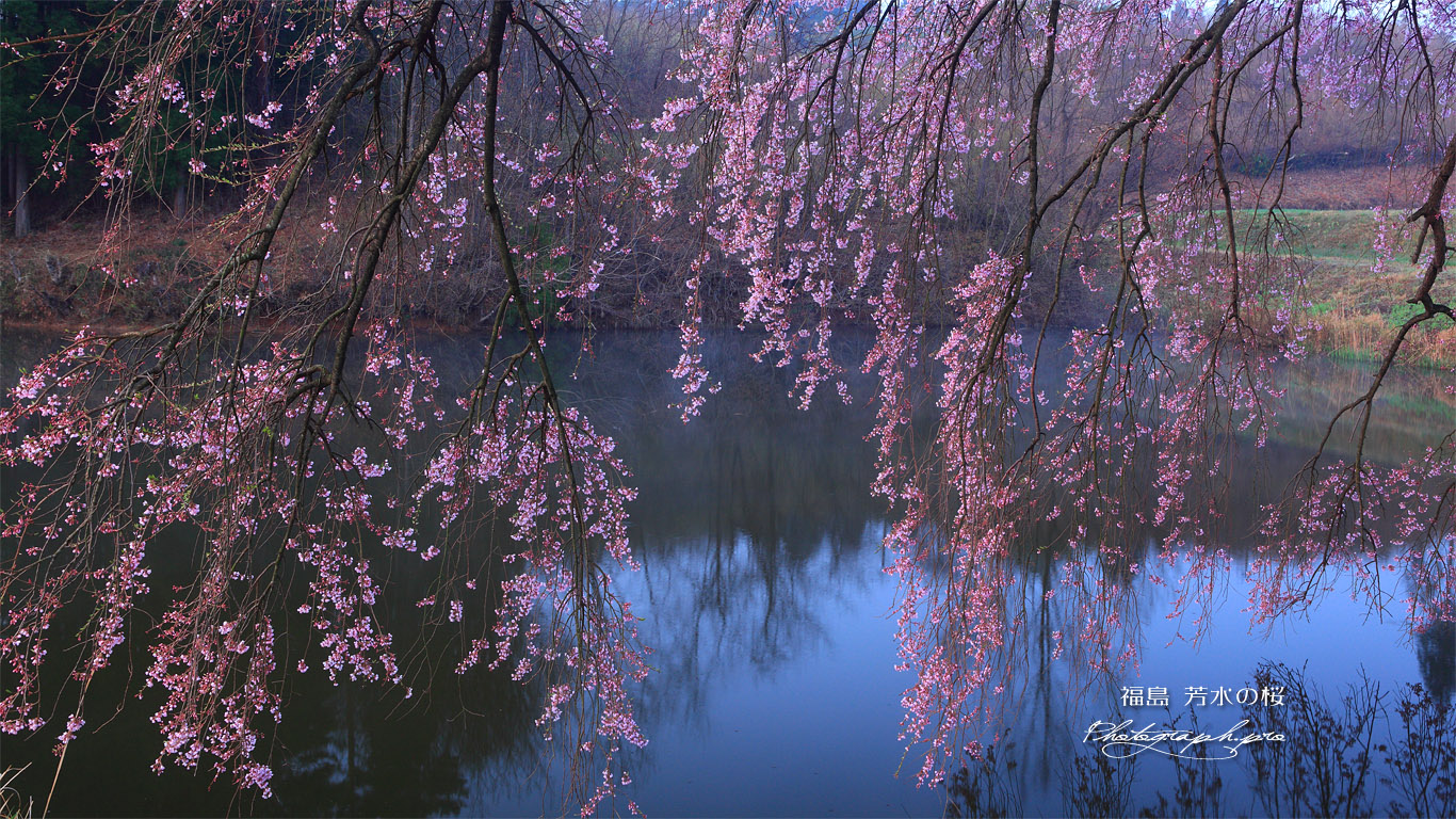 芳水の桜 池霧 壁紙