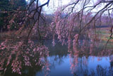 芳水の桜 池霧