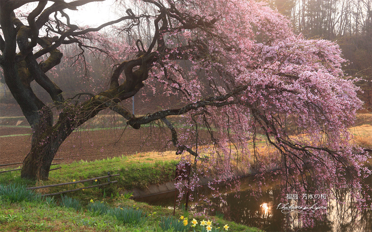 芳水の桜 朝靄 壁紙