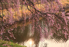 芳水の桜