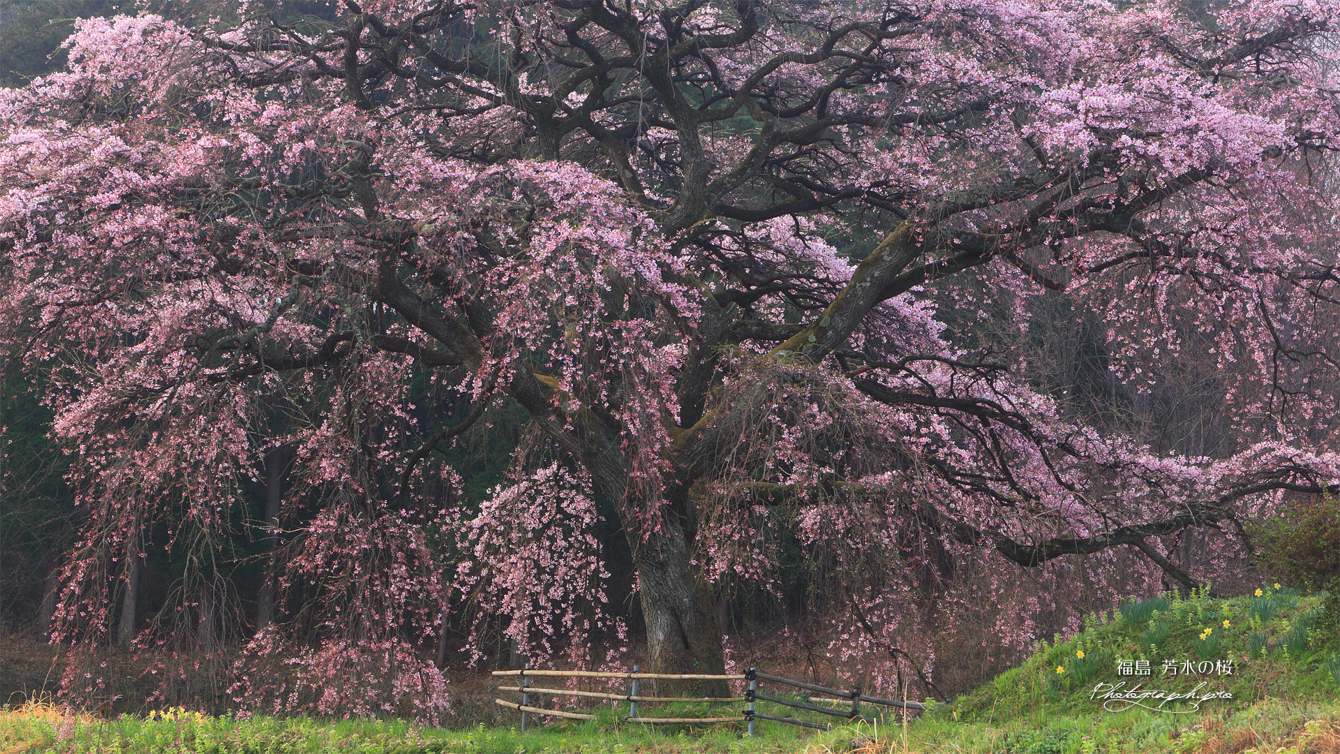 芳水の桜 全景