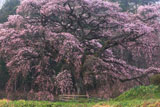芳水の桜 全景