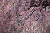 山ノ在家の桜