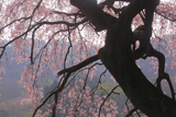 山ノ在家のしだれ桜