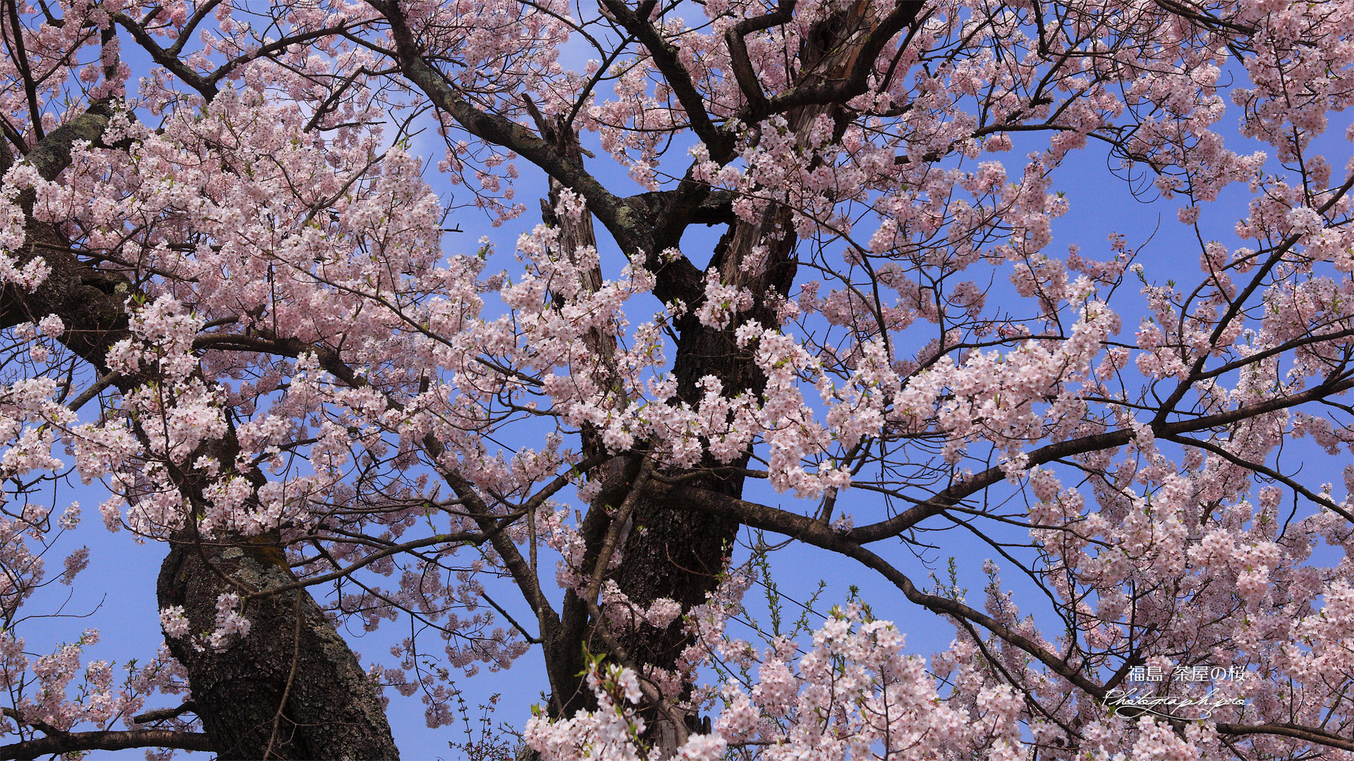 茶屋のエドヒガン桜