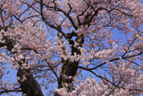 茶屋のエドヒガン桜