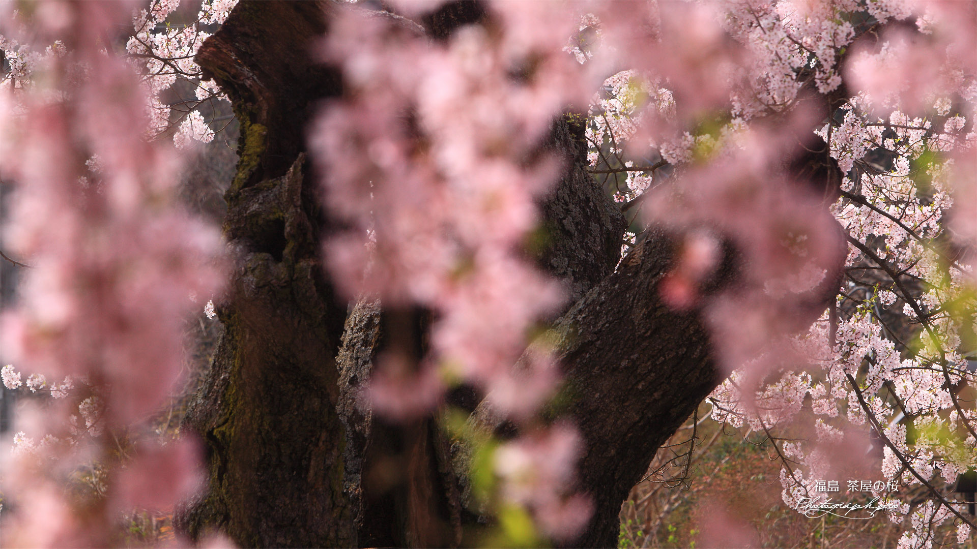 茶屋の桜