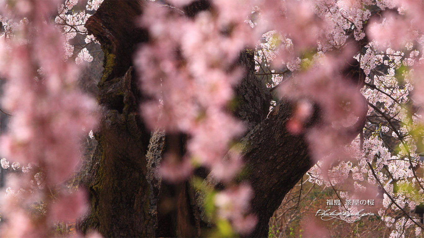 茶屋の桜 壁紙