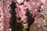 茶屋の桜