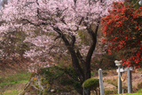 赤岩種蒔ザクラ