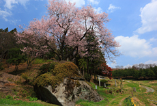 赤岩種蒔桜