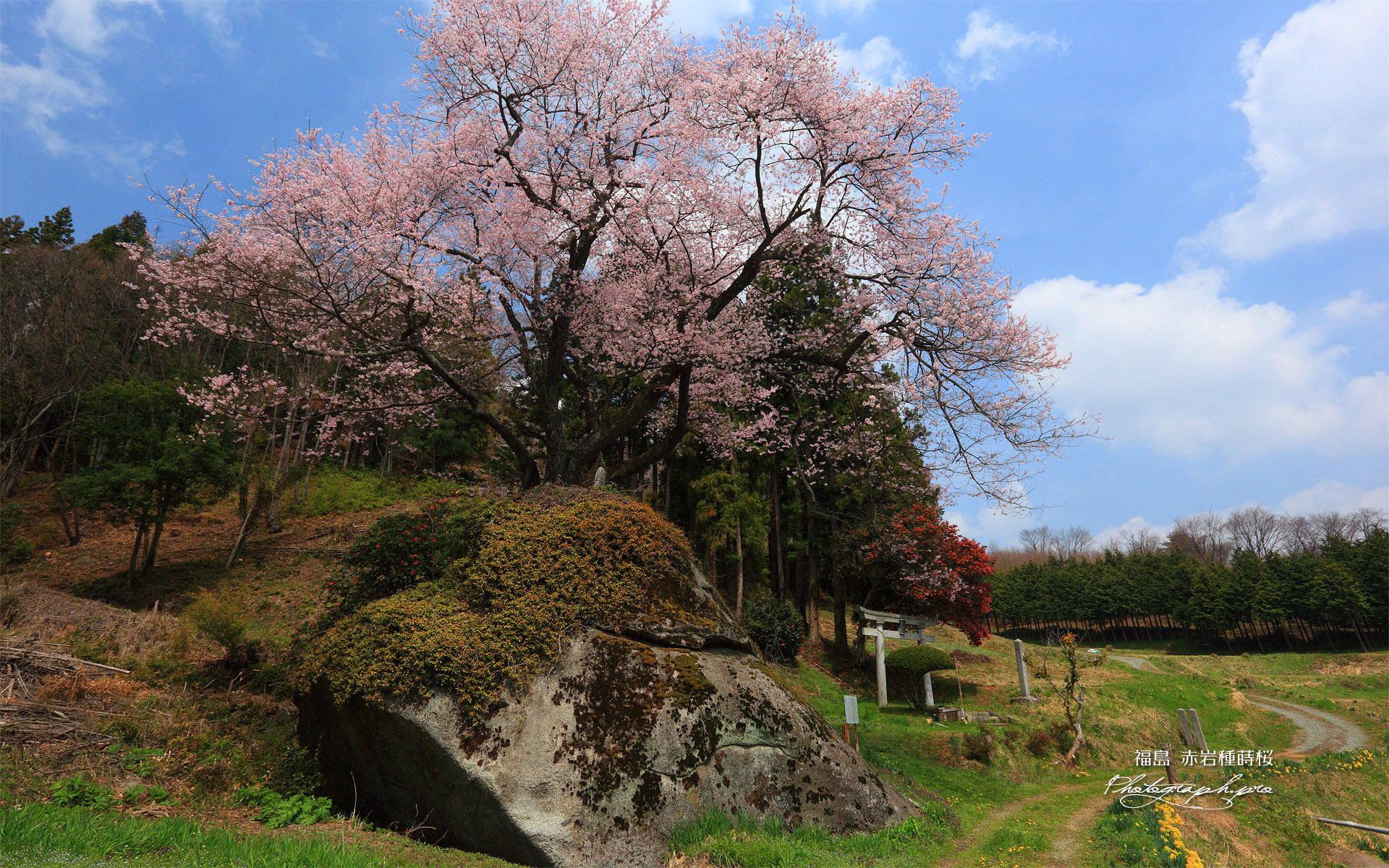 赤岩種蒔桜
