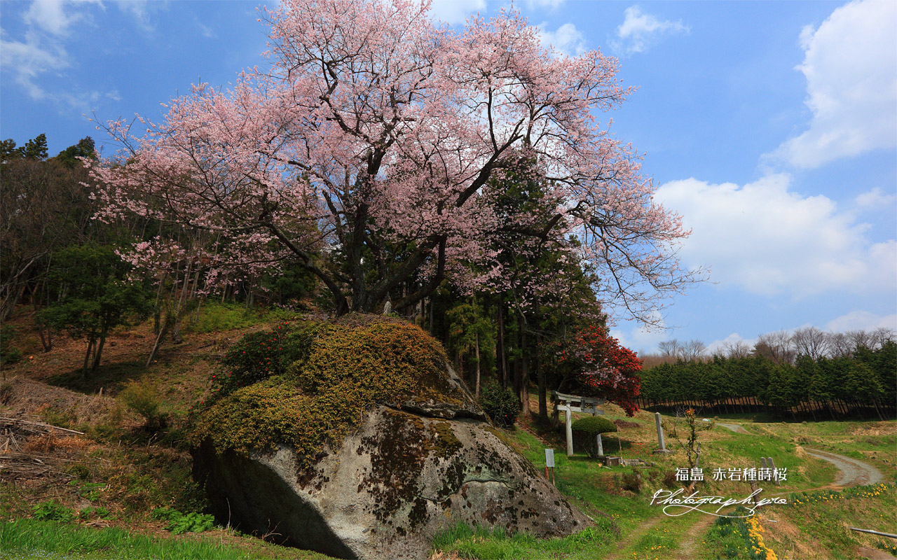赤岩種蒔桜 壁紙