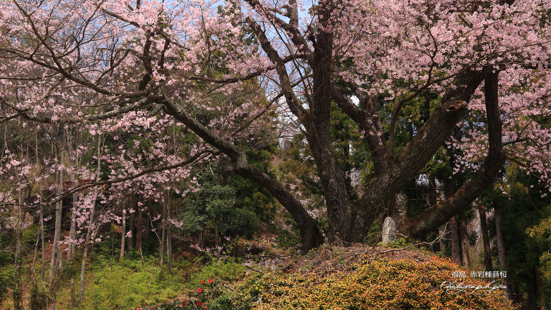 赤岩種まき桜