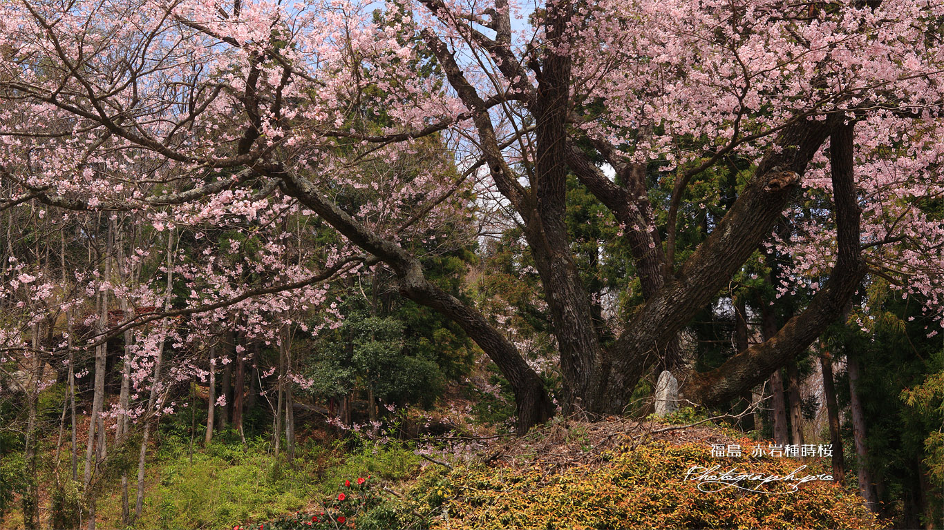 赤岩種まき桜 壁紙