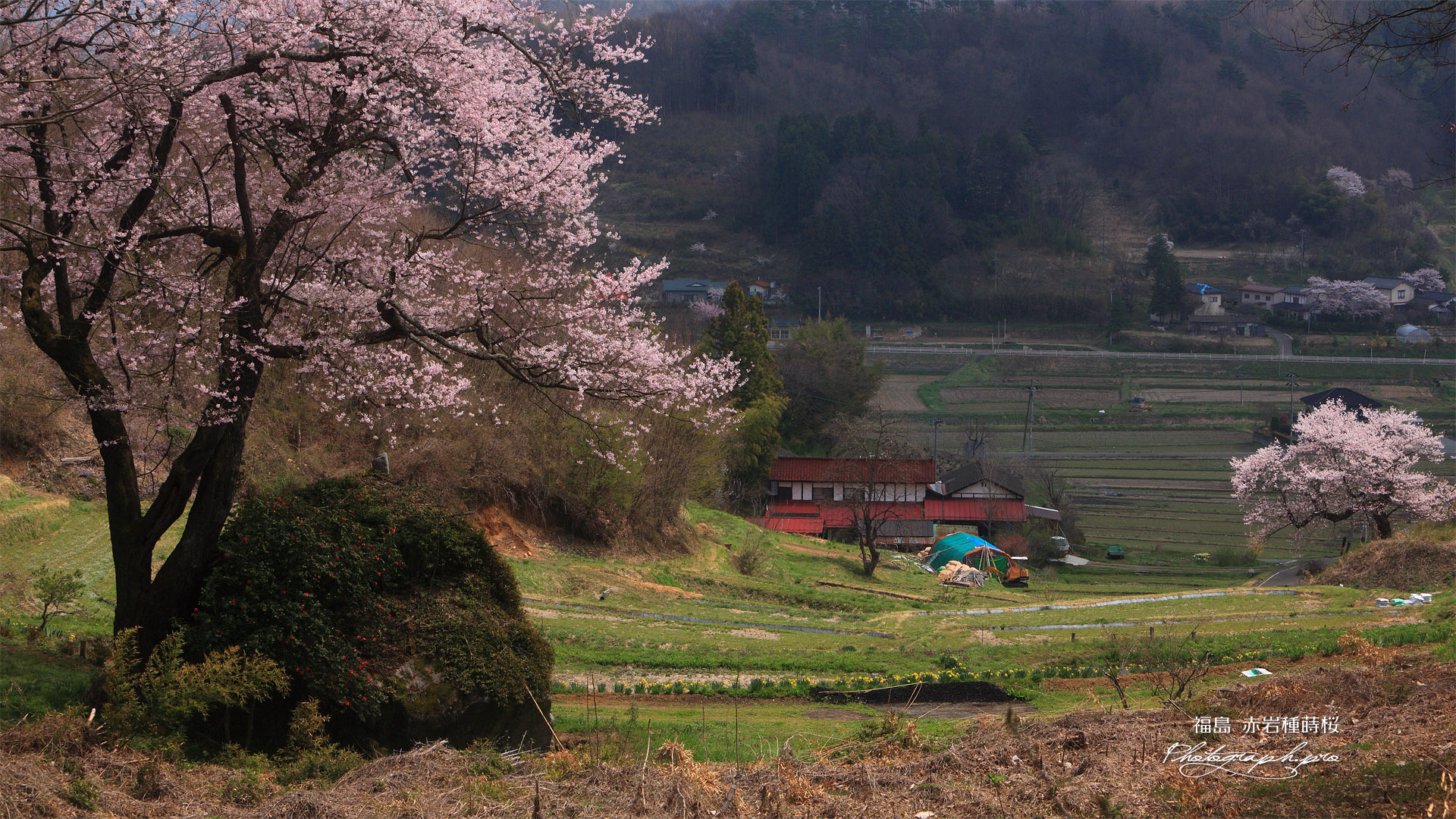 赤岩種蒔桜と祐吉桜