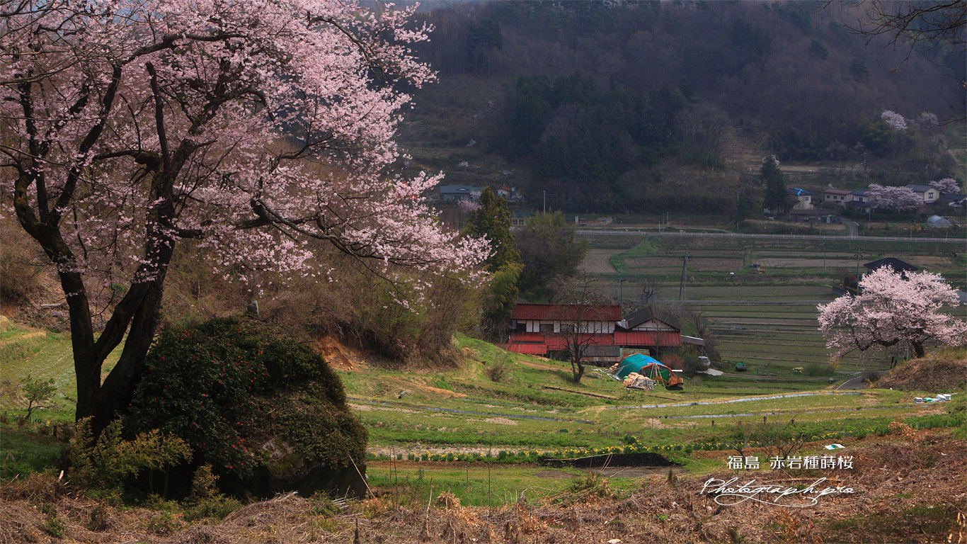 赤岩種蒔桜と祐吉桜 壁紙