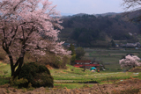 赤岩種蒔桜と祐吉桜