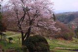赤岩の種蒔桜