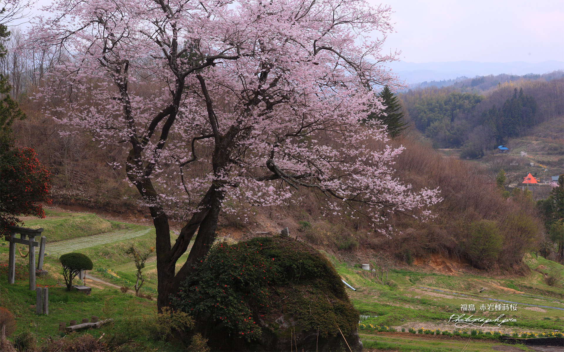 赤岩の種蒔桜