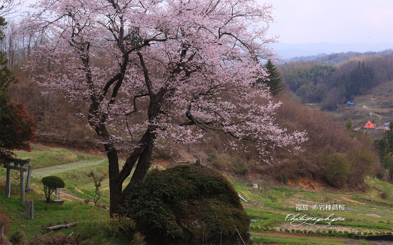 赤岩の種蒔桜 壁紙