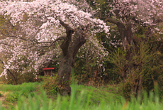 行屋の桜
