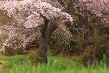 行屋の桜